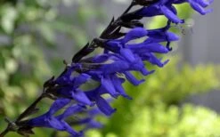 Black And Blue Salvia (Blue Anise Sage) - Salvia Guaranitica - 6 Pack Of 1 Gallon Pots -Plant Shop Salvia Black And Blue 1