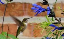 Black And Blue Salvia (Blue Anise Sage) - Salvia Guaranitica - 6 Pack Of 1 Gallon Pots -Plant Shop Salvia Black And Blue 2