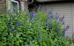 Black And Blue Salvia (Blue Anise Sage) - Salvia Guaranitica - 7.5" Pot 16 Black And Blue Salvia (Blue Anise Sage) - Salvia Guaranitica - 7.5" Pot -Plant Shop Salvia Black And Blue 6 2