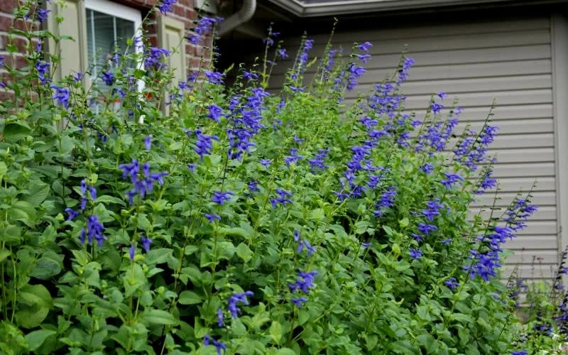 Black And Blue Salvia (Blue Anise Sage) - Salvia Guaranitica - 7.5" Pot 7 Black And Blue Salvia (Blue Anise Sage) - Salvia Guaranitica - 7.5" Pot - Image 5
