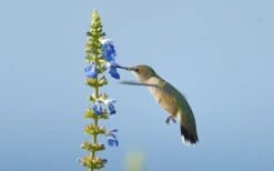 Bog Sage - Salvia Uliginosa - 3 Pack Of Quart Pots 11 Bog Sage - Salvia Uliginosa - 3 Pack Of Quart Pots -Plant Shop Salvia Bog Hummingbird