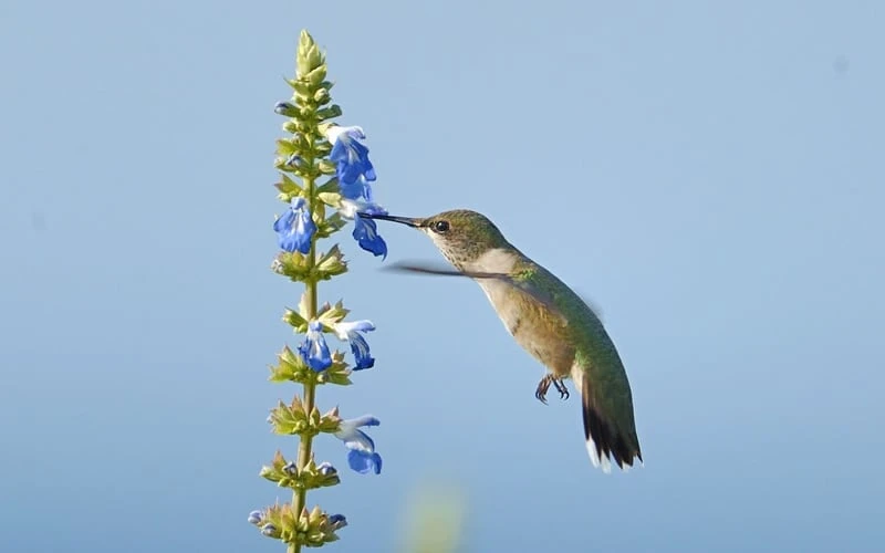 Bog Sage - Salvia Uliginosa - 3 Pack Of Quart Pots 7 Bog Sage - Salvia Uliginosa - 3 Pack Of Quart Pots - Image 5