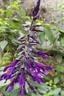 Purple Majesty Salvia (Salvia Guaranitica) - 1 Gallon Pot 12 Purple Majesty Salvia (Salvia Guaranitica) - 1 Gallon Pot -Plant Shop Salvia Guarantica Purple Majesty 1