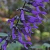 Purple Majesty Salvia (Salvia Guaranitica) - 1 Gallon Pot -Plant Shop Salvia Guarantica Purple Majesty 3