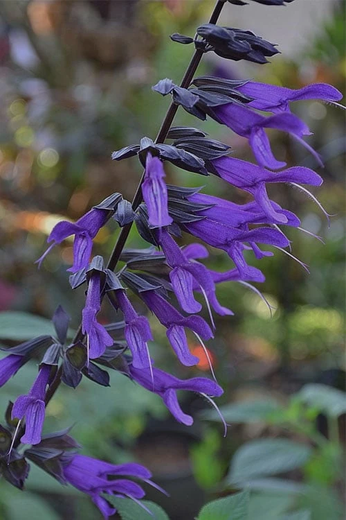 Purple Majesty Salvia (Salvia Guaranitica) - 1 Gallon Pot 3 Purple Majesty Salvia (Salvia Guaranitica) - 1 Gallon Pot