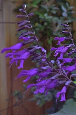 Purple Majesty Salvia (Salvia Guaranitica) - 1 Gallon Pot 13 Purple Majesty Salvia (Salvia Guaranitica) - 1 Gallon Pot -Plant Shop Salvia Guarantica Purple Majesty 5
