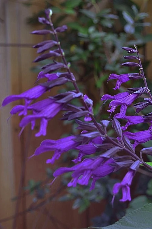 Purple Majesty Salvia (Salvia Guaranitica) - 1 Gallon Pot 8 Purple Majesty Salvia (Salvia Guaranitica) - 1 Gallon Pot - Image 6
