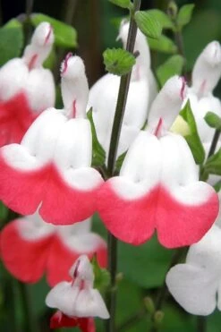 Hot Lips Sage - Salvia Microphylla - 7.5" Pot -Plant Shop Salvia Hot Lips 10