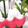 Hot Lips Sage - Salvia Microphylla - 7.5" Pot -Plant Shop Salvia Hot Lips 11