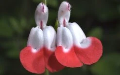 Hot Lips Sage - Salvia Microphylla - 7.5" Pot -Plant Shop Salvia Hot Lips 15