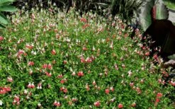 Hot Lips Sage - Salvia Microphylla - 7.5" Pot -Plant Shop Salvia Hot Lips 17
