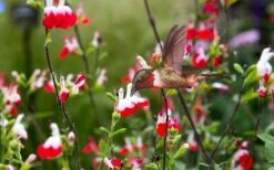 Hot Lips Sage - Salvia Microphylla - 7.5" Pot -Plant Shop Salvia Hot Lips 20