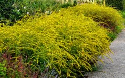 Fireworks Goldenrod (Solidago) - 1 Gallon Pot -Plant Shop Solidag Fireworks 10