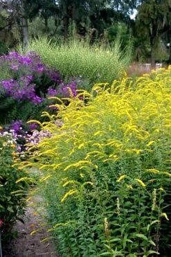 Fireworks Goldenrod (Solidago) - 1 Gallon Pot -Plant Shop Solidago Fireworks 6