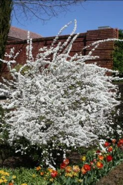 Plena Double Bridal Wreath Spirea (Spirea Prunifolia) - 3 Gallon Pot -Plant Shop Spirea Bridal Wreath Plena 3