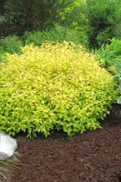 Gold Mound Spirea - 3 Gallon Pot
