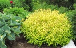 Gold Mound Spirea - 3 Gallon Pot -Plant Shop Spirea Gold Mound 50