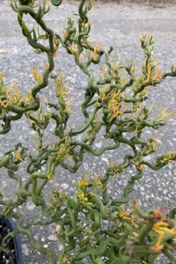 Tiny Dragon Hardy Orange (Poncirus Trifoliata) - 5 Gallon Pot - SALE! -Plant Shop Trifoliate Orange Tiny Dragon 1