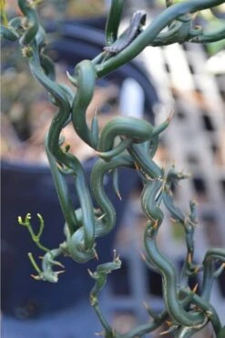 Tiny Dragon Hardy Orange (Poncirus Trifoliata) - 5 Gallon Pot - SALE! -Plant Shop Trifoliate Orange Tiny Dragon 2