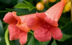 Madame Galen Trumpet Vine (Campsis) - 1 Gallon Pot -Plant Shop Trumpet Vine Madame Galen Flowers 1