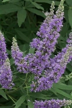 Shoal Creek Blue Chaste Tree (Vitex) - 7 Gallon Pot 12 Shoal Creek Blue Chaste Tree (Vitex) - 7 Gallon Pot -Plant Shop Vitex Shoal Creek 15
