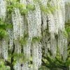 Snow Showers White Wisteria - 5 Gallon Pot