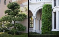 Podocarpus Macrophyllus Upright Yew - 3 Gallon Pot 19 Podocarpus Macrophyllus Upright Yew - 3 Gallon Pot -Plant Shop Yew Podocarpus 2