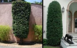 Podocarpus Macrophyllus Upright Yew - 3 Gallon Pot 20 Podocarpus Macrophyllus Upright Yew - 3 Gallon Pot -Plant Shop Yew Podocarpus 3