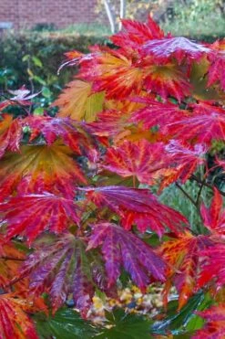 Dancing Peacock Japanese Maple (Acer Japonicum 'Aconitifolium') - 3 Gallon Pot (2-3') -Plant Shop acer japonicum aconitifolium dancing peacock japanese maple 5