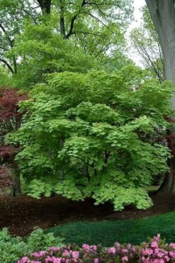 Dancing Peacock Japanese Maple (Acer Japonicum 'Aconitifolium') - 3 Gallon Pot (2-3') -Plant Shop acer japonicum aconitifolium dancing peacock japanese maple 9