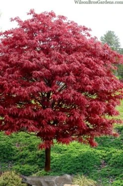Rhode Island Red Japanese Maple - 3 Gallon Pot -Plant Shop acer palmatum rhode island red japanese maple 4