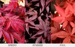 Rhode Island Red Japanese Maple - 3 Gallon Pot -Plant Shop acer palmatum rhode island red japanese maple 6
