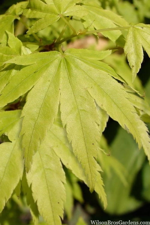 Shidava Gold Japanese Maple - 3 Gallon Pot 6 Shidava Gold Japanese Maple - 3 Gallon Pot - Image 4