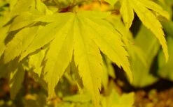 Shidava Gold Japanese Maple - 3 Gallon Pot 11 Shidava Gold Japanese Maple - 3 Gallon Pot -Plant Shop acer palmatum shidava gold japanese maple 4