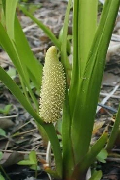 American Sweet Flag (Acorus Americanus) - 6 Pack Of 1 Gallon Pots -Plant Shop acorus americanus american sweet flag 10 2