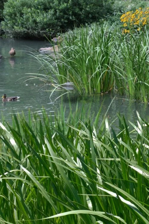 American Sweet Flag (Acorus Americanus) - 1 Gallon Pot 7 American Sweet Flag (Acorus Americanus) - 1 Gallon Pot - Image 5