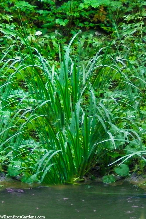 American Sweet Flag (Acorus Americanus) - 1 Gallon Pot 3 American Sweet Flag (Acorus Americanus) - 1 Gallon Pot