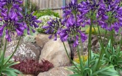 Ever Amethyst Agapanthus (Lily Of The Nile) - 3 Gallon Pot 10 Ever Amethyst Agapanthus (Lily Of The Nile) - 3 Gallon Pot -Plant Shop agapanthus ever amethyst lily of the nile 10 1