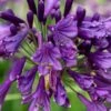 Ever Amethyst Agapanthus (Lily Of The Nile) - 3 Gallon Pot 2 Ever Amethyst Agapanthus (Lily Of The Nile) - 3 Gallon Pot -Plant Shop agapanthus ever amethyst lily of the nile 11 1