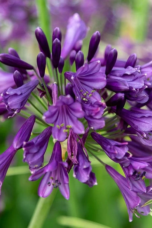 Ever Amethyst Agapanthus (Lily Of The Nile) - 3 Gallon Pot 3 Ever Amethyst Agapanthus (Lily Of The Nile) - 3 Gallon Pot