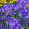 Northern Star Cold Hardy Agapanthus (Lily Of The Nile) - 1 Gallon Pot 1 Northern Star Cold Hardy Agapanthus (Lily Of The Nile) - 1 Gallon Pot -Plant Shop agapanthus northern star lily of the nile 3