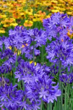 Northern Star Cold Hardy Agapanthus (Lily Of The Nile) - 1 Gallon Pot