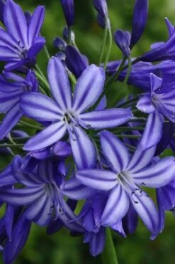 Northern Star Cold Hardy Agapanthus (Lily Of The Nile) - 1 Gallon Pot -Plant Shop agapanthus northern star lily of the nile 4