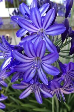 Northern Star Cold Hardy Agapanthus (Lily Of The Nile) - 1 Gallon Pot -Plant Shop agapanthus northern star lily of the nile 5