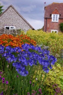 Northern Star Cold Hardy Agapanthus (Lily Of The Nile) - 1 Gallon Pot -Plant Shop agapanthus northern star lily of the nile 6