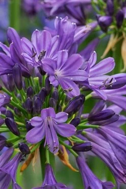 Purple Delight Agapanthus (Lily Of The Nile) - 2 Gallon Pot -Plant Shop agapanthus purple delight 2