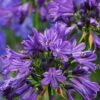 Purple Delight Agapanthus (Lily Of The Nile) - 2 Gallon Pot