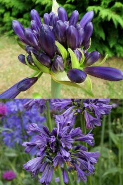 Purple Delight Agapanthus (Lily Of The Nile) - 2 Gallon Pot -Plant Shop agapanthus purple delight 4