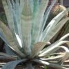 American Agave (Century Plant) - 3 Gallon Pot -Plant Shop agave americana centrury plant 4