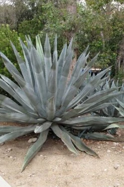 American Agave (Century Plant) - 3 Gallon Pot -Plant Shop agave americana centrury plant 5